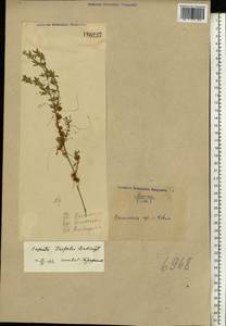 Cuscuta epithymum (L.) L., Eastern Europe, North Ukrainian region (E11) (Ukraine)