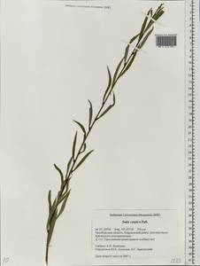 Salix caspica Pall., Eastern Europe, Eastern region (E10) (Russia)