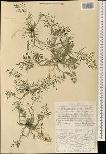 Eragrostis minor Host, Mongolia (MONG) (Mongolia)