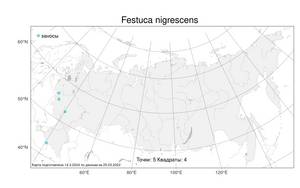 Festuca nigrescens Lam., Atlas of the Russian Flora (FLORUS) (Russia)