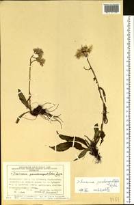 Saussurea pseudoangustifolia Lipsch., Siberia, Central Siberia (S3) (Russia)