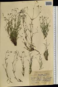 Gypsophila patrinii Ser., Siberia, Altai & Sayany Mountains (S2) (Russia)