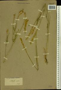 Astragalus asper Jacq., Eastern Europe, Lower Volga region (E9) (Russia)