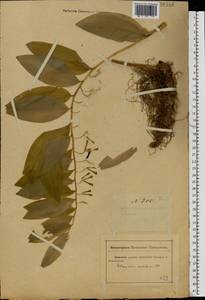 Polygonatum multiflorum (L.) All., Eastern Europe, Rostov Oblast (E12a) (Russia)