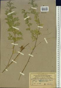 Vicia multicaulis Ledeb., Siberia, Central Siberia (S3) (Russia)