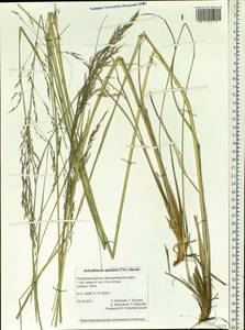 Neotrinia splendens (Trin.) M.Nobis, P.D.Gudkova & A.Nowak, Siberia, Baikal & Transbaikal region (S4) (Russia)