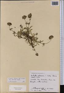 Anthyllis vulneraria L., Western Europe (EUR) (Spain)
