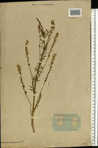 Astragalus sulcatus L., Eastern Europe, Eastern region (E10) (Russia)