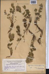 Lagochilus knorringianus Pavlov, Middle Asia, Western Tian Shan & Karatau (M3) (Kazakhstan)