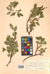 Rosa acicularis Lindl., Siberia, Russian Far East (S6) (Russia)