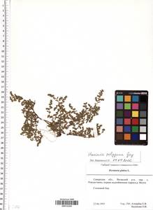 Herniaria polygama Gay, Eastern Europe, Middle Volga region (E8) (Russia)