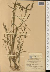 Echinochloa oryzoides (Ard.) Fritsch, South Asia, South Asia (Asia outside ex-Soviet states and Mongolia) (ASIA) (China)