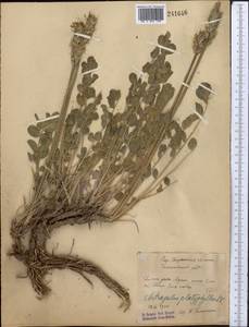Astragalus platyphyllus Kar. & Kir., Middle Asia, Syr-Darian deserts & Kyzylkum (M7) (Kazakhstan)