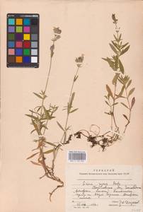 Silene repens Patrin, Eastern Europe, Eastern region (E10) (Russia)