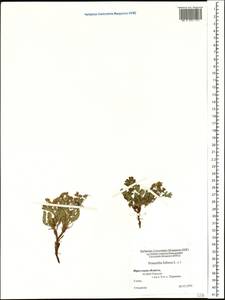 Sibbaldianthe bifurca subsp. bifurca, Siberia, Baikal & Transbaikal region (S4) (Russia)