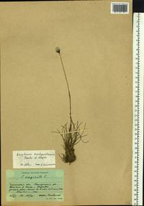 Eriophorum brachyantherum Trautv. & C.A.Mey., Siberia, Baikal & Transbaikal region (S4) (Russia)