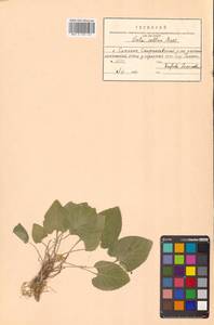 Viola collina Besser, Siberia, Russian Far East (S6) (Russia)