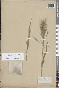 Bromus squarrosus L., Eastern Europe (no precise locality) (E0) (Russia)