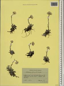 Antennaria caucasica Boriss., Caucasus, Stavropol Krai, Karachay-Cherkessia & Kabardino-Balkaria (K1b) (Russia)