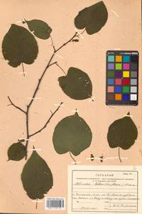 Actinidia kolomikta (Maxim. & Rupr.) Maxim., Siberia, Russian Far East (S6) (Russia)