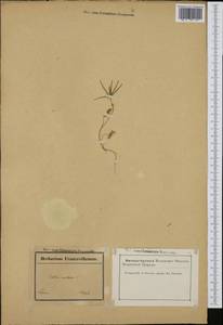 Scandix australis L., Western Europe (EUR) (France)