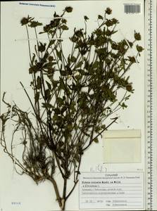 Bidens connata Muhl. ex Willd., Eastern Europe, Middle Volga region (E8) (Russia)