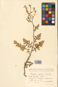 Rapistrum perenne (L.) All., Eastern Europe, Moldova (E13a) (Moldova)