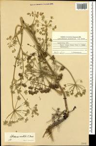 Astrodaucus orientalis (L.) Drude, Caucasus, Armenia (K5) (Armenia)