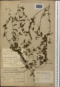 Convolvulus arvensis L., Caucasus, Azerbaijan (K6) (Azerbaijan)