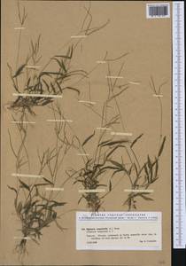 Digitaria sanguinalis (L.) Scop., Western Europe (EUR) (Italy)