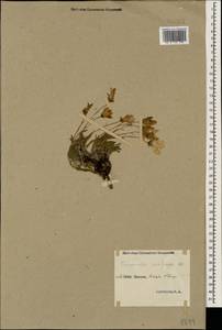 Campanula saxifraga M.Bieb., Caucasus, Stavropol Krai, Karachay-Cherkessia & Kabardino-Balkaria (K1b) (Russia)