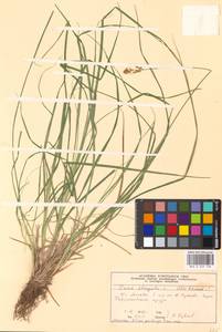 Carex elongata L., Eastern Europe, Moscow region (E4a) (Russia)