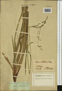Carex pendula Huds., Western Europe (EUR) (Germany)