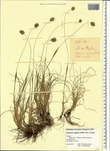Alopecurus vaginatus (Willd.) Kunth, Crimea (KRYM) (Russia)