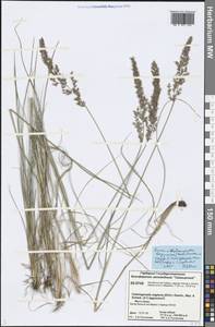 Achnatherum calamagrostis (L.) P.Beauv., Siberia, Central Siberia (S3) (Russia)