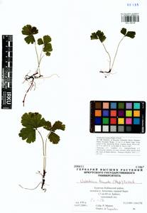 Geum ternatum subsp. ternatum, Siberia, Baikal & Transbaikal region (S4) (Russia)