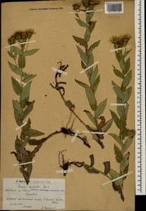 Pentanema asperum (Poir.) G. V. Boiko & Korniy., Caucasus, Armenia (K5) (Armenia)
