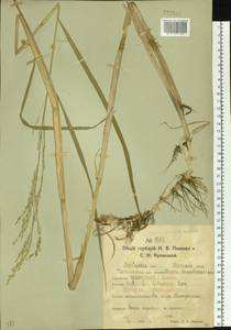 Scolochloa festucacea (Willd.) Link, Siberia, Western Siberia (S1) (Russia)