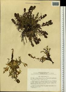 Artemisia borealis Pall., Siberia, Chukotka & Kamchatka (S7) (Russia)