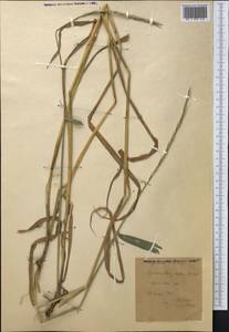 Elymus drobovii (Nevski) Tzvelev, Middle Asia, Western Tian Shan & Karatau (M3) (Kyrgyzstan)