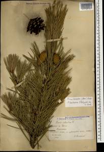 Pinus sylvestris var. hamata Steven, Caucasus, Armenia (K5) (Armenia)