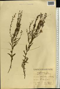 Lythrum virgatum L., Eastern Europe, North Ukrainian region (E11) (Ukraine)