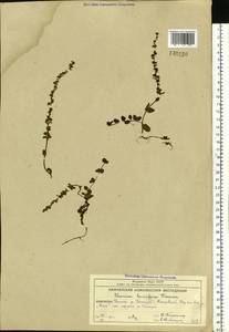 Veronica serpyllifolia var. humifusa (Dicks.) Sm., Siberia, Chukotka & Kamchatka (S7) (Russia)