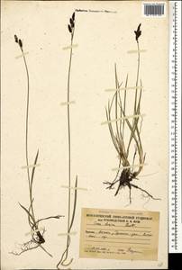 Carex dacica Heuff., Caucasus, South Ossetia (K4b) (South Ossetia)