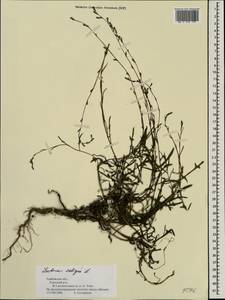 Lactuca saligna L., Eastern Europe, Central forest-and-steppe region (E6) (Russia)