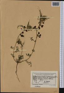 Vicia pannonica subsp. striata, Western Europe (EUR) (Albania)