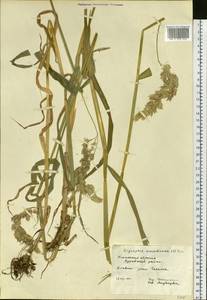 Phalaris arundinacea L., Siberia, Western Siberia (S1) (Russia)