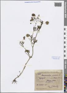 Ranunculus arvensis L., Middle Asia, Western Tian Shan & Karatau (M3) (Kyrgyzstan)