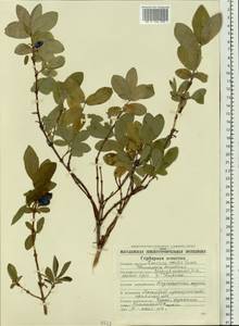 Lonicera caerulea subsp. caerulea, Siberia, Chukotka & Kamchatka (S7) (Russia)