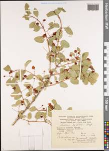 Lonicera korolkowii Stapf, Middle Asia, Western Tian Shan & Karatau (M3) (Kyrgyzstan)